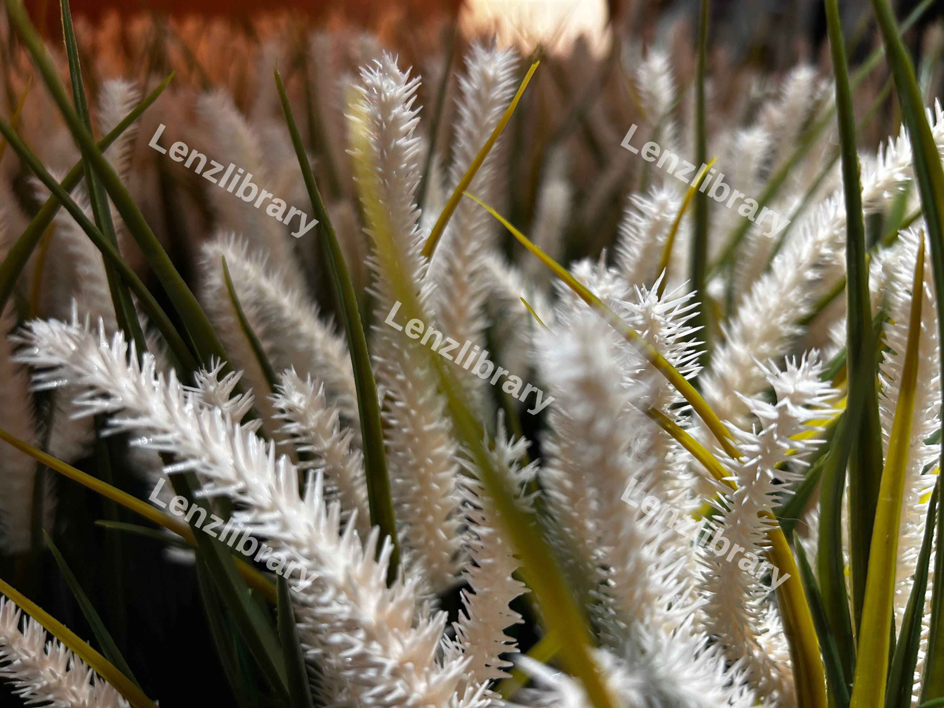 Spiky White Plant